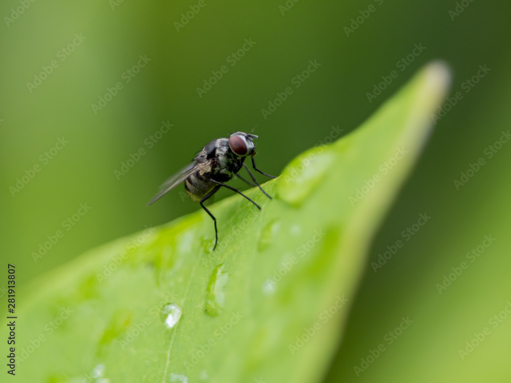 fly on leaf fly on leaf