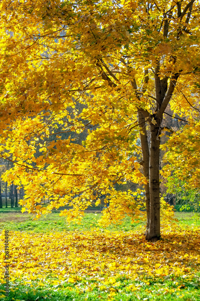 Maple in autumn park in sunny day. Fall Maple in autumn park in sunny day. Fall