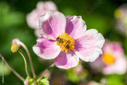 Anemone mit Wildbiene