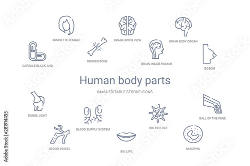 human body parts concept 14 outline icons