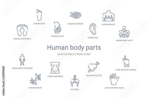 human body parts concept 14 outline icons