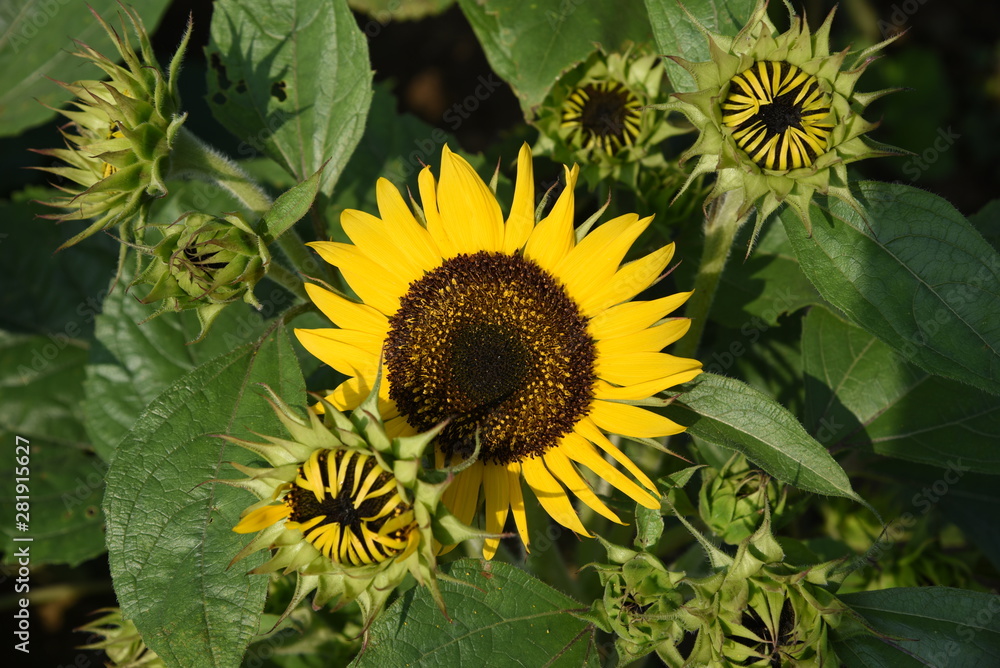 Fototapeta premium Mini sunflower / It's said that the sunflower was done importantly as sun god at the Incaic Empire.