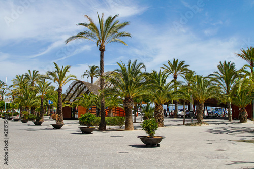 Palmenlandschaft am Hafen von Alcudia Mallorca Spanien Promendade Strand Stadt photo