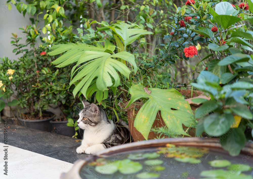 Obraz premium Lovely cute little cat with beautiful yellow eyes on white sand in garden outdoor