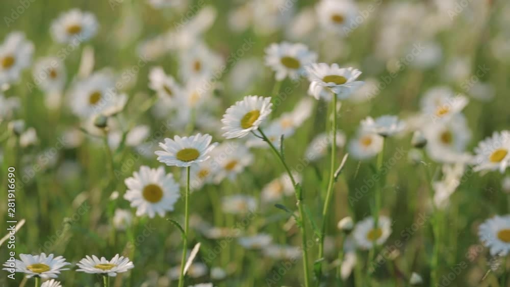 Field of daisy flowers. Close-up of spring meadow sun - camomile. Field of daisy flowers. Close-up of spring meadow sun - camomile.