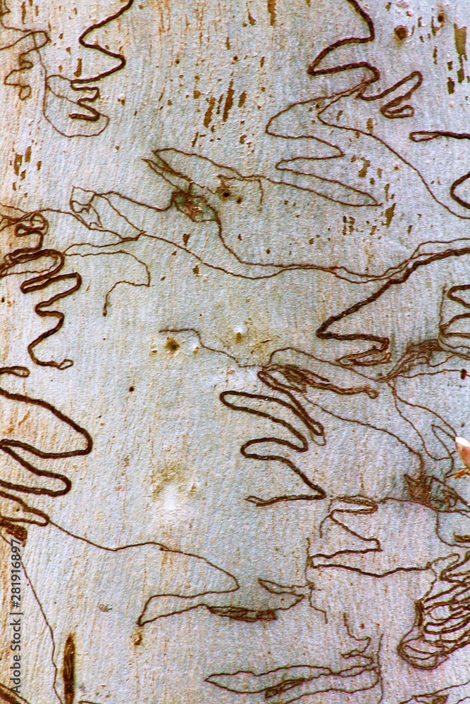 texture on tree bark