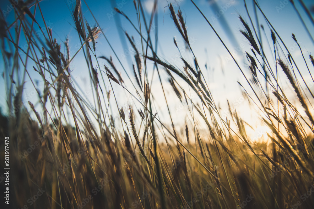 grass and blue sky with sunset background grass and blue sky with sunset background