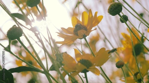 Wallpaper Mural Honey bees collect pollen on beautiful yellow flowers, daisies, amid the rays of the sun. Torontodigital.ca