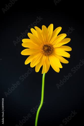 yellow summer blooming daisy flower isolated on black