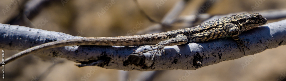 A long-tailed brush lizard (Urosaurus graciosus) on a tree branch in the Mojave desert, USA
