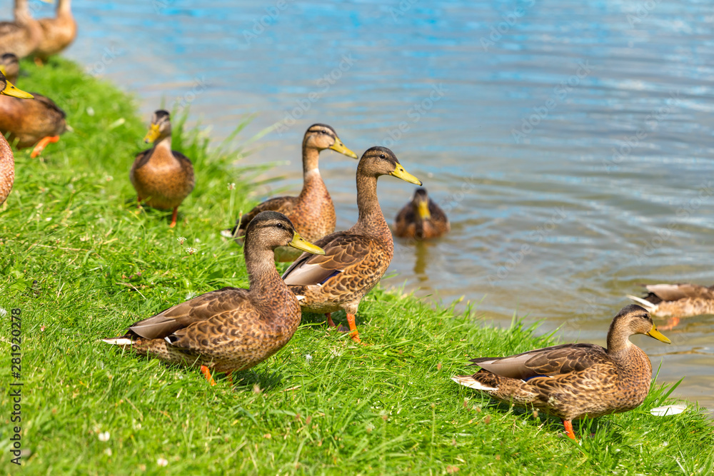 Young ducks stand on the green grass on the shore of the lake on a Sunny summer day. Mallard Anas platyrhynchos in the wild. Young ducks stand on the green grass on the shore of the lake on a Sunny summer day. Mallard Anas platyrhynchos in the wild.