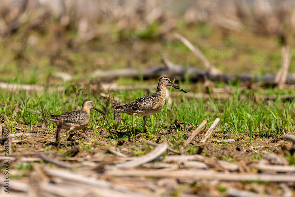 The short-billed dowitcher (Limnodromus griseus),shorebird in the marsh. Adult birds in summer The short-billed dowitcher (Limnodromus griseus),shorebird in the marsh. Adult birds in summer