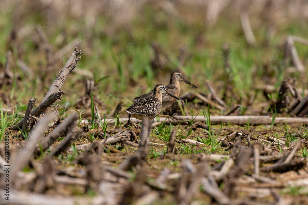 The short-billed dowitcher (Limnodromus griseus),shorebird in the marsh. Adult birds in summer The short-billed dowitcher (Limnodromus griseus),shorebird in the marsh. Adult birds in summer