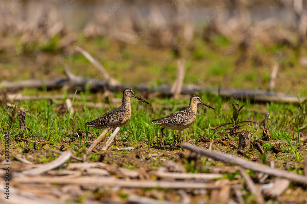 The short-billed dowitcher (Limnodromus griseus),shorebird in the marsh. Adult birds in summer The short-billed dowitcher (Limnodromus griseus),shorebird in the marsh. Adult birds in summer