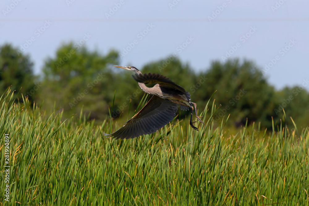 Young great blue heron (Ardea herodias) in flight 