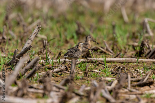 The short-billed dowitcher (Limnodromus griseus),shorebird in the marsh. Adult birds in summer