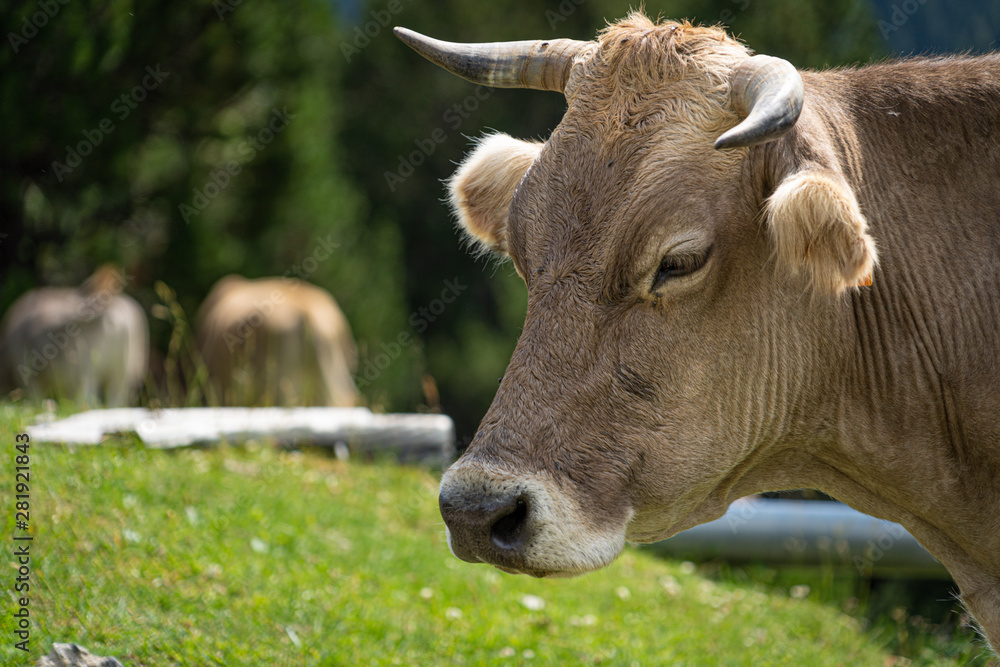 Brown cow face , selective focus on a mountain side.Vall de Nuria in Catalan Pyrenees, Spain. Brown cow face , selective focus on a mountain side.Vall de Nuria in Catalan Pyrenees, Spain.