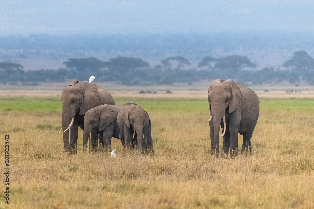 Western cattle egret on the back on elephants in Africa,  in the savannah, and the elephants spaying dust 