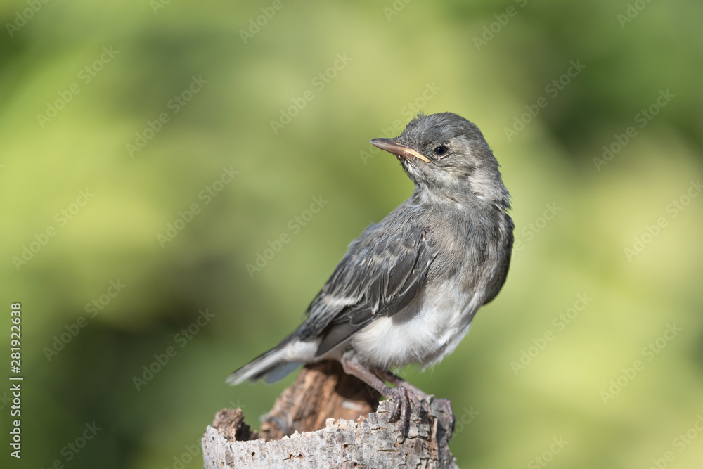 Wonderful portrait of White wagtail (Motacilla alba) Wonderful portrait of White wagtail (Motacilla alba)