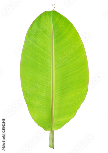 green banana leaf isolate on white background clipping path