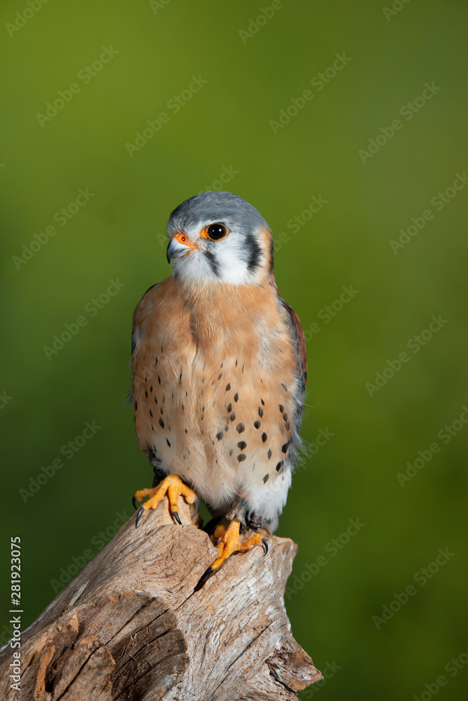 Stunning portrait of American Kestrel Falconidae in studio setting with mottled green nature background Stunning portrait of American Kestrel Falconidae in studio setting with mottled green nature background