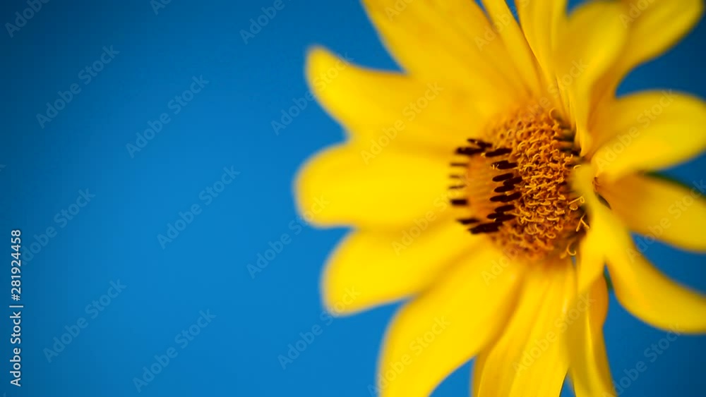 yellow summer blooming daisy flower isolated on blue yellow summer blooming daisy flower isolated on blue