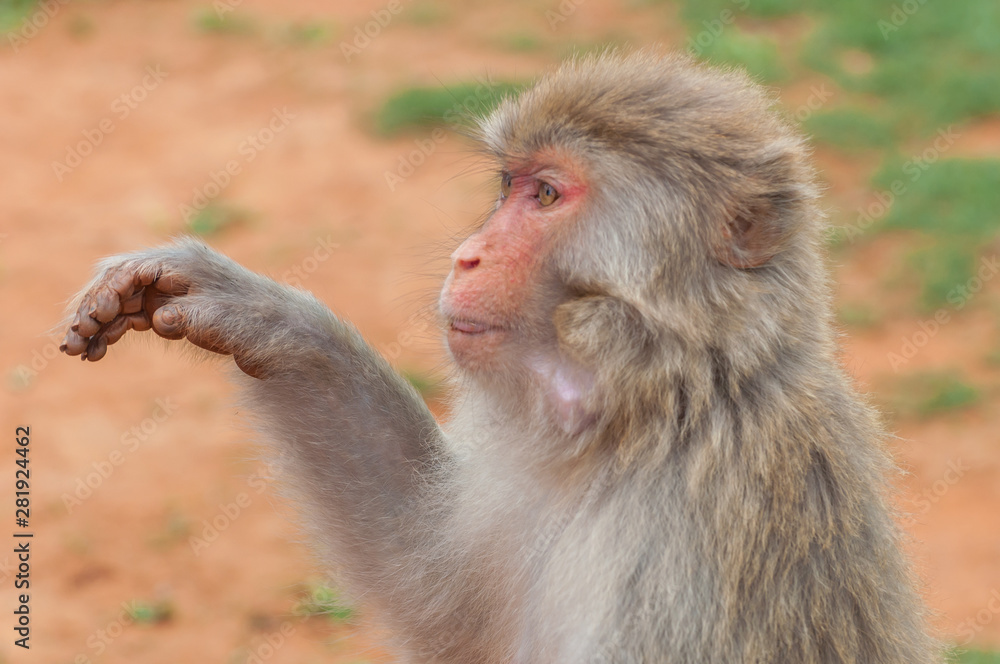 Unceremonious macaque peeps asks for food from a tourist. Insolent monkeys often take food or objects by force. Unceremonious macaque peeps asks for food from a tourist. Insolent monkeys often take food or objects by force.