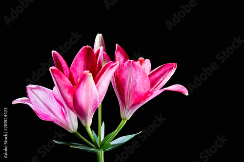 Red Lily isolated on black