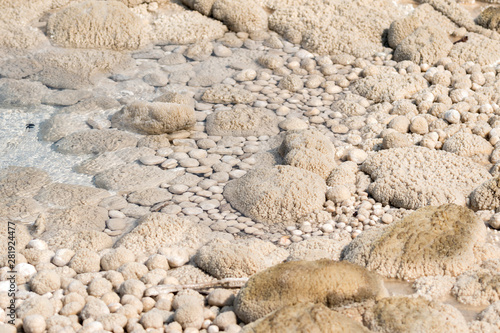 norris geyser back basin in in Yellowstone National Park in Wyoming