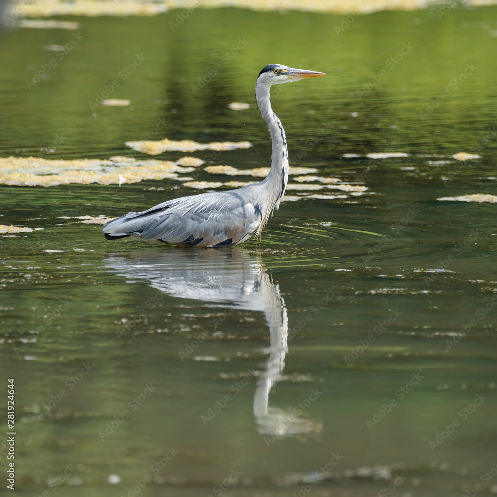 Naklejka premium Stunning Grey Heron Ardea Cinerea hunting food whilst wading in river during hot Summer