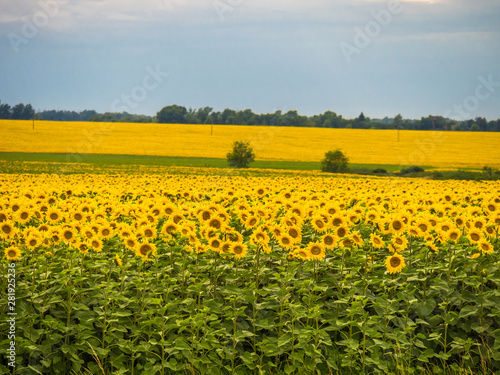 The field of a sunflower against the background of the blue sky.
