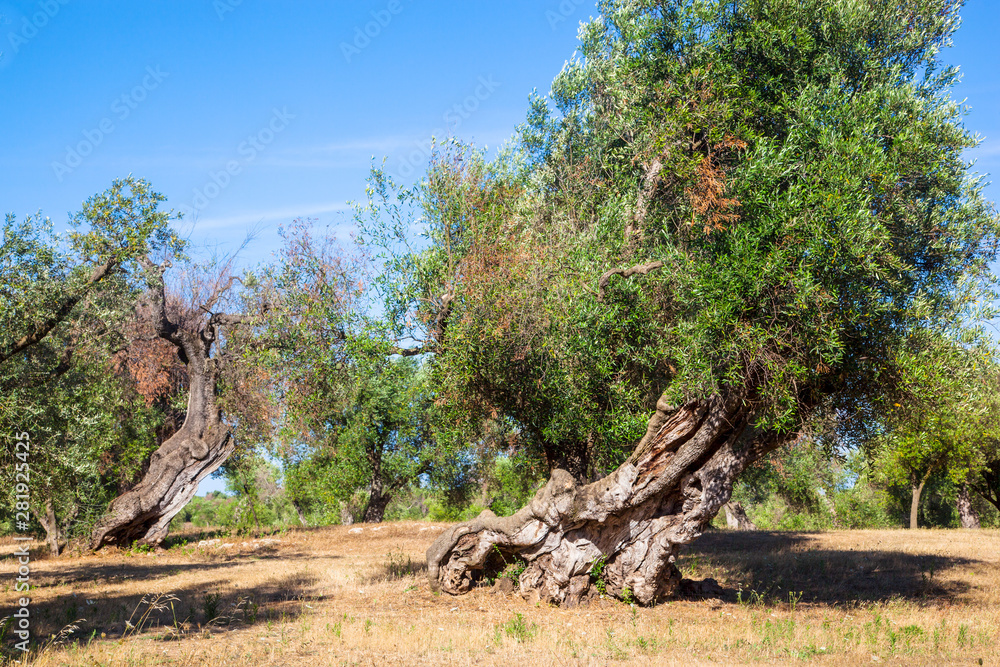 Fototapeta premium Olive trees in the Salento countryside with branches infected with xylella