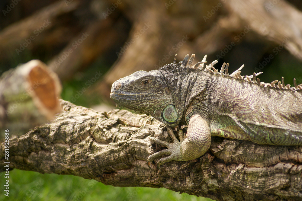 Iguana