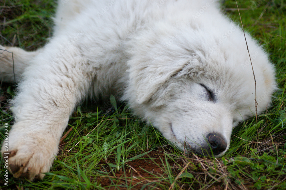 Cachorro a dormir na relva Cachorro a dormir na relva
