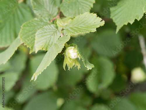 Die Gemeine Hasel. Blätter und Unreife Früchte Haselnüss (Corylus avellana)