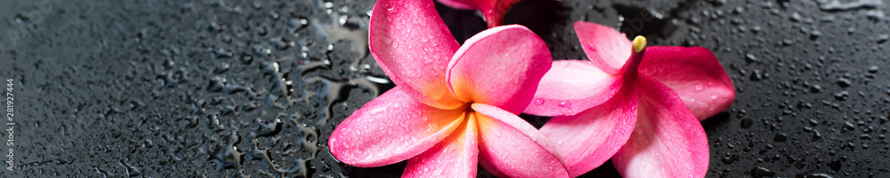 Group pink frangipani with drops on black wellness - obrazy, fototapety, plakaty 