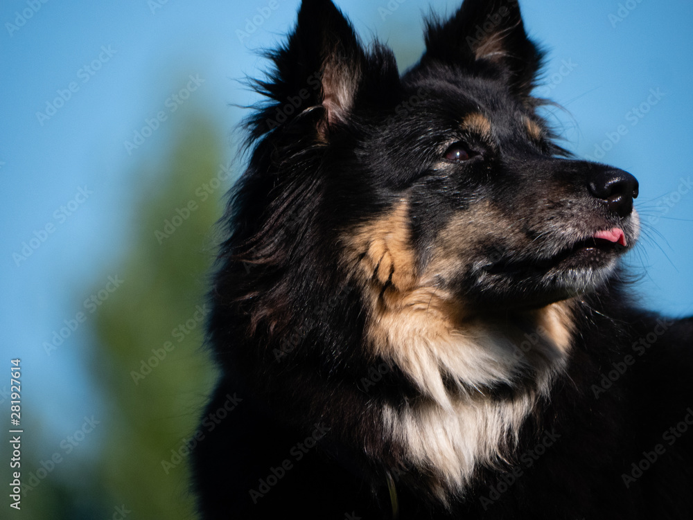 Chien border colley noir nature Chien border colley noir nature
