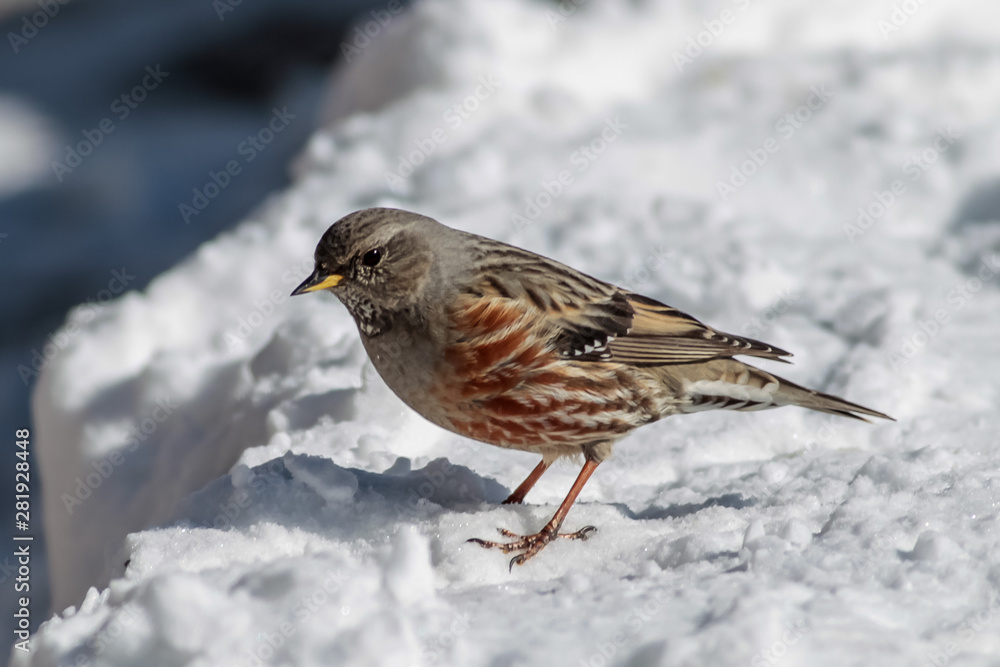 Alpine Accentor (Prunella collaris) Ferreirinha-alpina Alpine Accentor (Prunella collaris) Ferreirinha-alpina