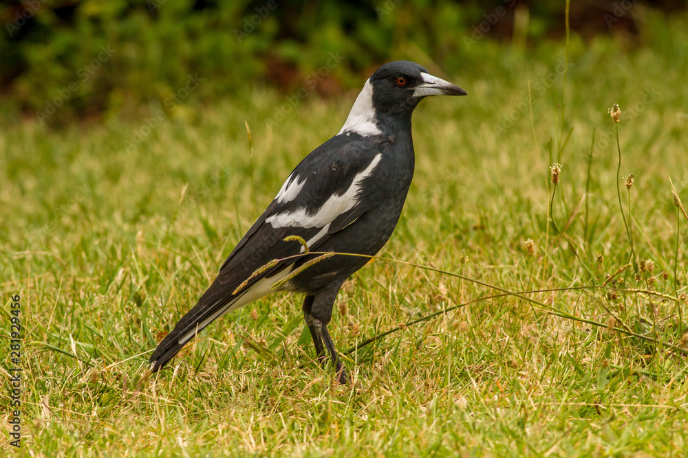 Australia, Australian Magpie (Cracticus tibicen) Australia, Australian Magpie (Cracticus tibicen)
