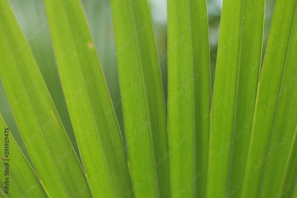 Leaves Leaves