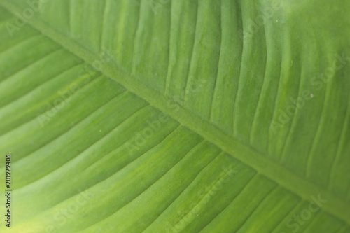Leaves
