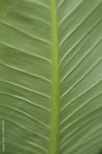 Leaves