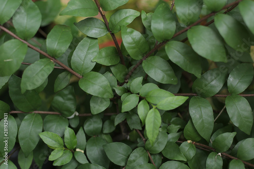 Leaves