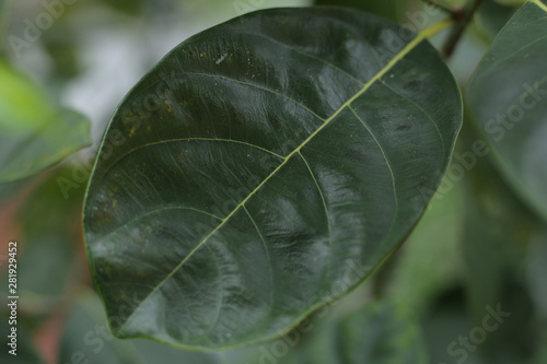 Leaves