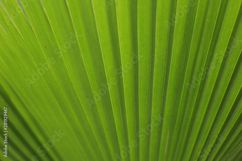 Leaves