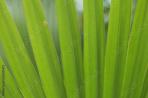 Leaves