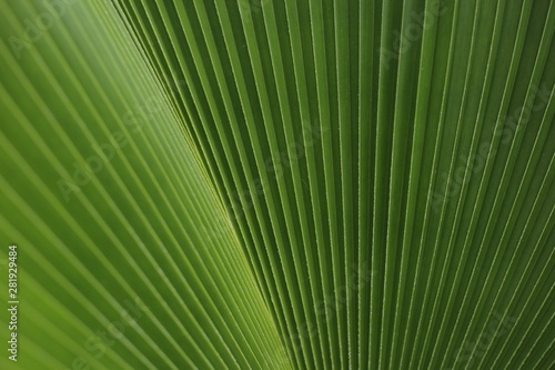 Leaves