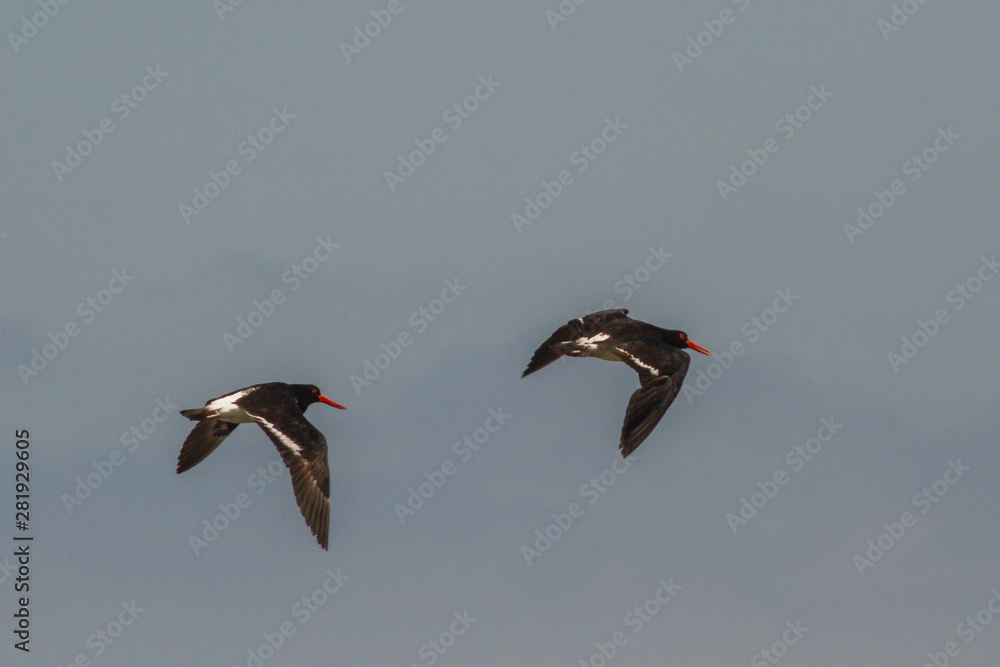 Australia, Eurasian Oystercatcher (Haematopus ostralegus), Pied Oystercatcher
