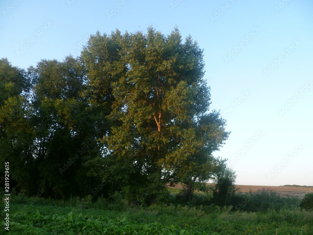 Obraz premium summer landscape. green valley and trees on blue sky background