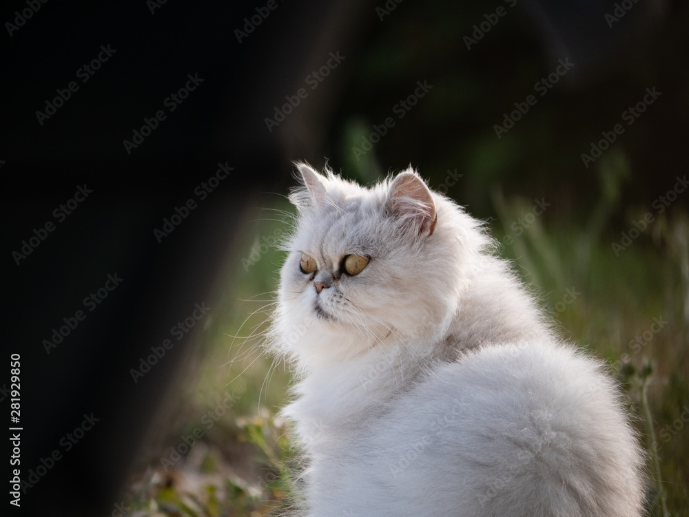 Chat blanc persan chinchilla nature